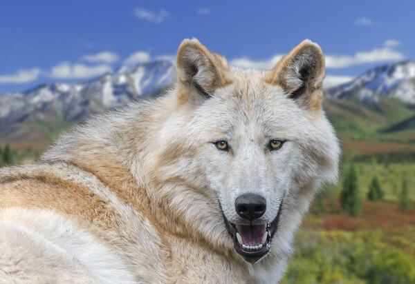 Alaskan Timber Wolf Picture Board by Arterra 