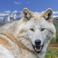 Buy canvas prints of Alaskan Timber Wolf by Arterra 