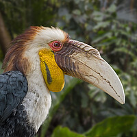 Buy canvas prints of Wreathed Hornbill  by Arterra 