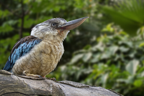 Blue-winged Kookaburra Picture Board by Arterra 
