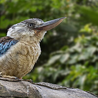 Buy canvas prints of Blue-winged Kookaburra by Arterra 