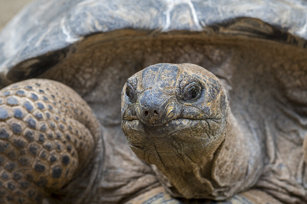 Aldabra Giant Tortoise Picture Board by Arterra 