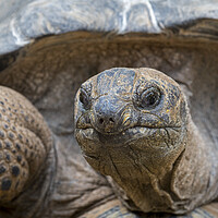Buy canvas prints of Aldabra Giant Tortoise by Arterra 