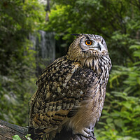 Buy canvas prints of Bengal Eagle Owl by Arterra 