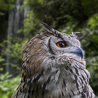 Buy canvas prints of Indian Eagle Owl by Arterra 