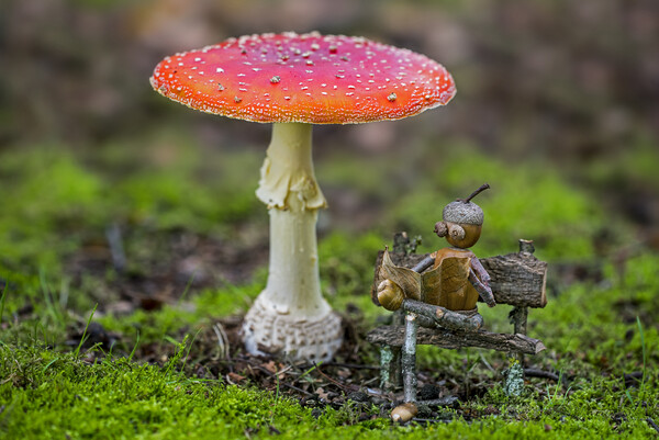 Little Acorn Man under Mushroom Picture Board by Arterra 