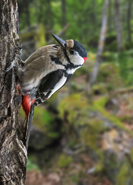 Great Spotted Woodpecker in Forest Picture Board by Arterra 