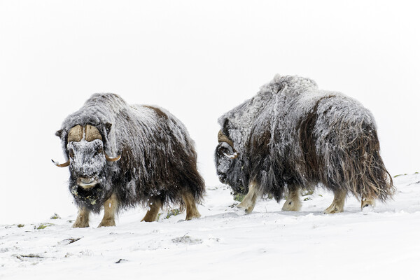 Two Muskox Bulls in the Snow Picture Board by Arterra 