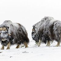 Buy canvas prints of Two Muskox Bulls in the Snow by Arterra 