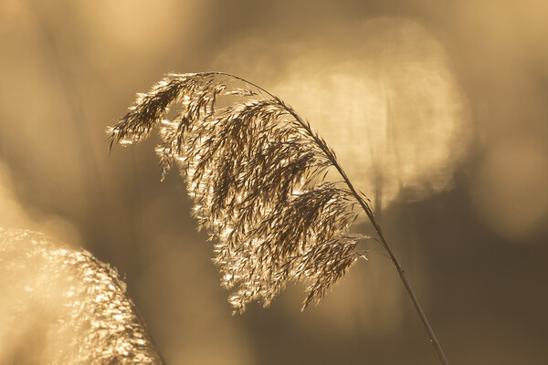 Reed Seedhead at Sunset Picture Board by Arterra 