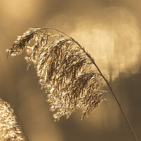 Buy canvas prints of Reed Seedhead at Sunset by Arterra 