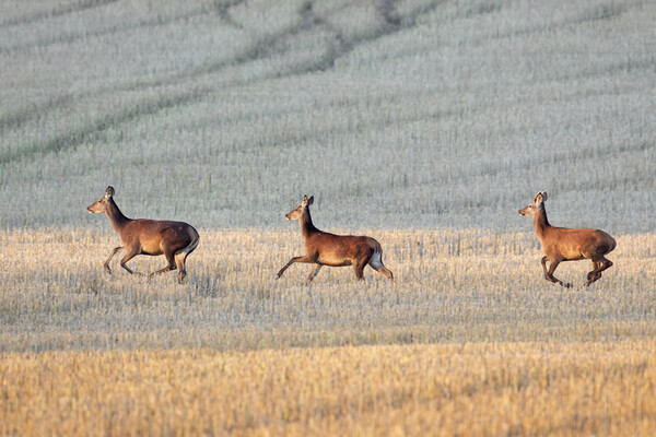 Red Deer Crossing Stubble Field Picture Board by Arterra 