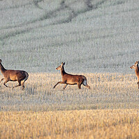 Buy canvas prints of Red Deer Crossing Stubble Field by Arterra 