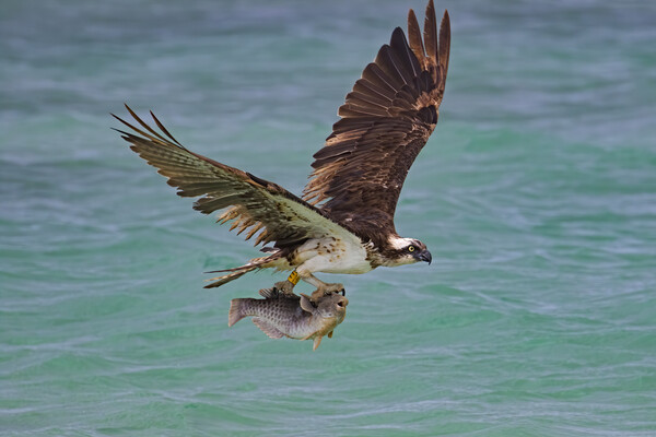 Western Osprey with Fish Picture Board by Arterra 