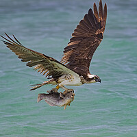 Buy canvas prints of Western Osprey with Fish by Arterra 
