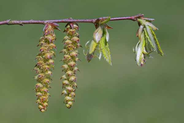 Hornbeam Catkins and Emerging Leaves Picture Board by Arterra 