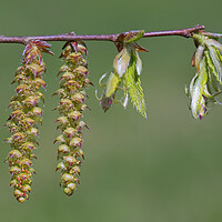 Buy canvas prints of Hornbeam Catkins and Emerging Leaves by Arterra 
