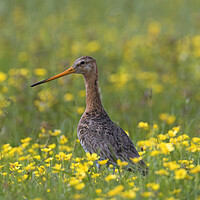Buy canvas prints of Black-tailed Godwit in Spring by Arterra 