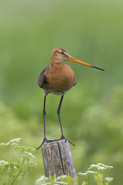 Black-tailed Godwit in Field Picture Board by Arterra 