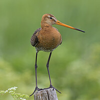 Buy canvas prints of Black-tailed Godwit in Field by Arterra 