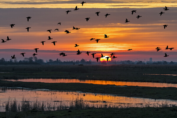 Ducks Taking Off at Sunset Picture Board by Arterra 
