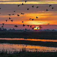 Buy canvas prints of Ducks Taking Off at Sunset by Arterra 