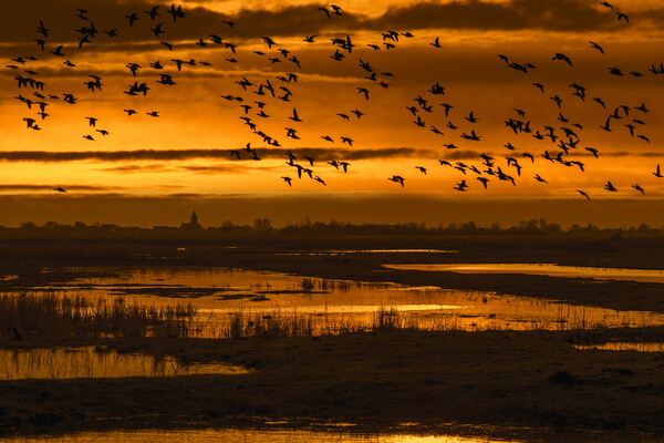 Flock of Ducks Flying over Wetland Picture Board by Arterra 