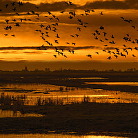 Buy canvas prints of Flock of Ducks Flying over Wetland by Arterra 