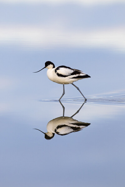 Pied Avocet Reflection Picture Board by Arterra 