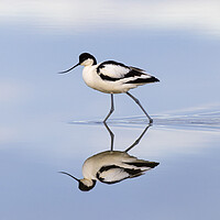 Buy canvas prints of Pied Avocet Reflection by Arterra 