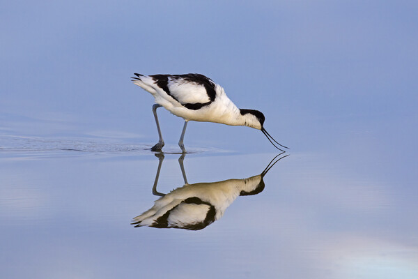 Foraging Pied Avocet Picture Board by Arterra 