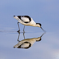 Buy canvas prints of Foraging Pied Avocet by Arterra 