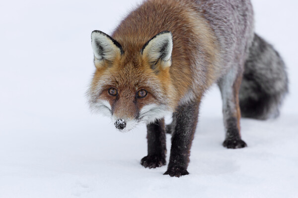Curious Red Fox in Winter Picture Board by Arterra 