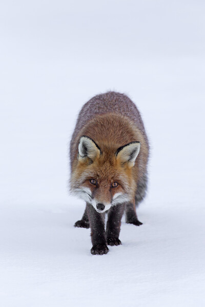 Red Fox in the Snow Picture Board by Arterra 