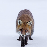 Buy canvas prints of Red Fox in the Snow by Arterra 
