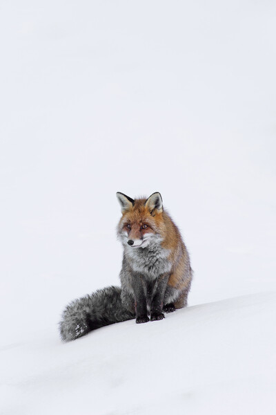 Red Fox Sitting in the Snow Picture Board by Arterra 