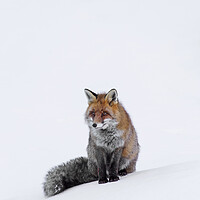 Buy canvas prints of Red Fox Sitting in the Snow by Arterra 