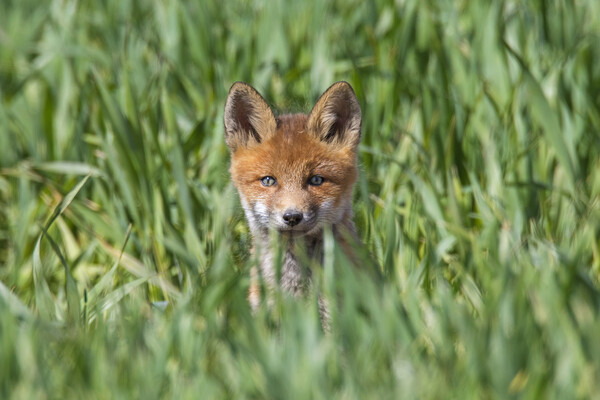 Young Red Fox in Meadow Picture Board by Arterra 