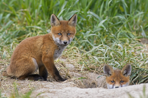 Red Fox Kits at Burrow Picture Board by Arterra 