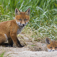 Buy canvas prints of Red Fox Kits at Burrow by Arterra 