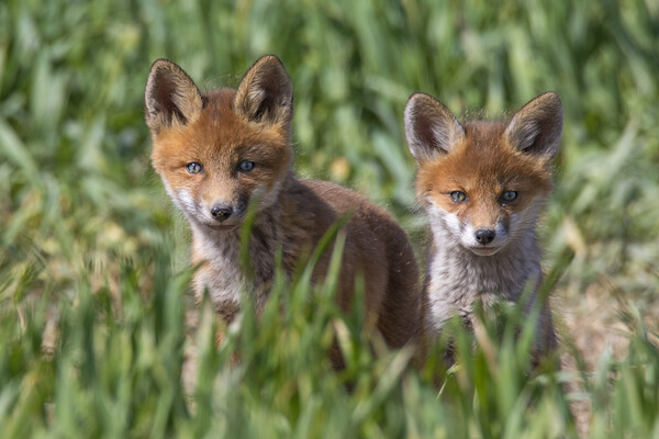 Two Cute Young Red Foxes Picture Board by Arterra 