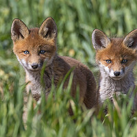 Buy canvas prints of Two Cute Young Red Foxes by Arterra 