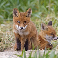 Buy canvas prints of Two Red Fox Kits  by Arterra 