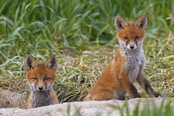 Two Red Fox Cubs at Den Picture Board by Arterra 