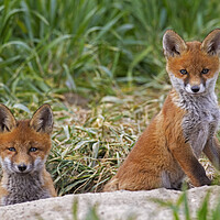 Buy canvas prints of Two Red Fox Cubs at Den by Arterra 