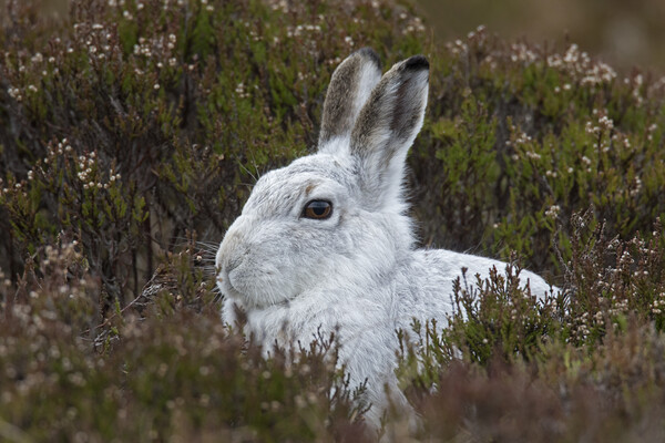 Scottish Mountain Hare in Moorland Picture Board by Arterra 