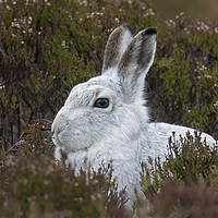 Buy canvas prints of Scottish Mountain Hare in Moorland by Arterra 