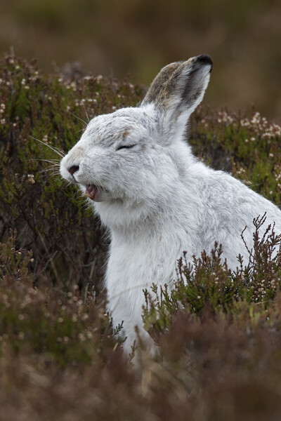 Yawning Mountain Hare Picture Board by Arterra 