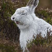 Buy canvas prints of Yawning Mountain Hare by Arterra 