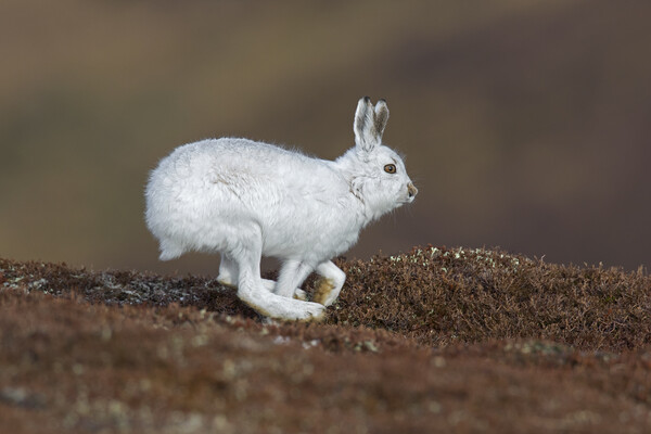 Running Mountain Hare Picture Board by Arterra 